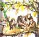 Życie i przygody małpki